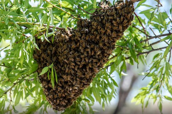 Large honeybee swarm gathered on a tree branch before live relocation.